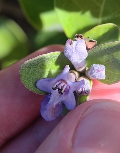 Vitex rotundifolia