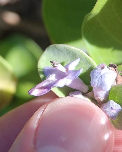 Vitex rotundifolia
