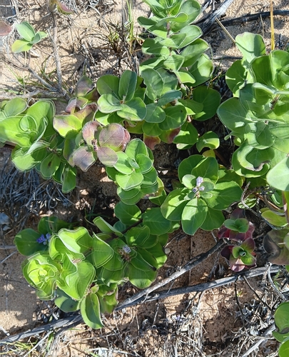 Vitex rotundifolia