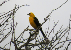 Gymnomystax mexicanus