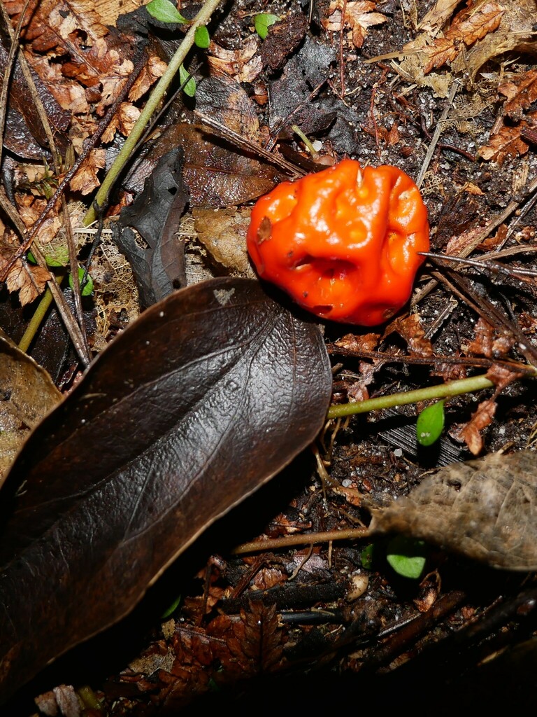 scarlet berry truffle from Charleston, New Zealand on March 13, 2023 at 0540 PM by Alice Shanks