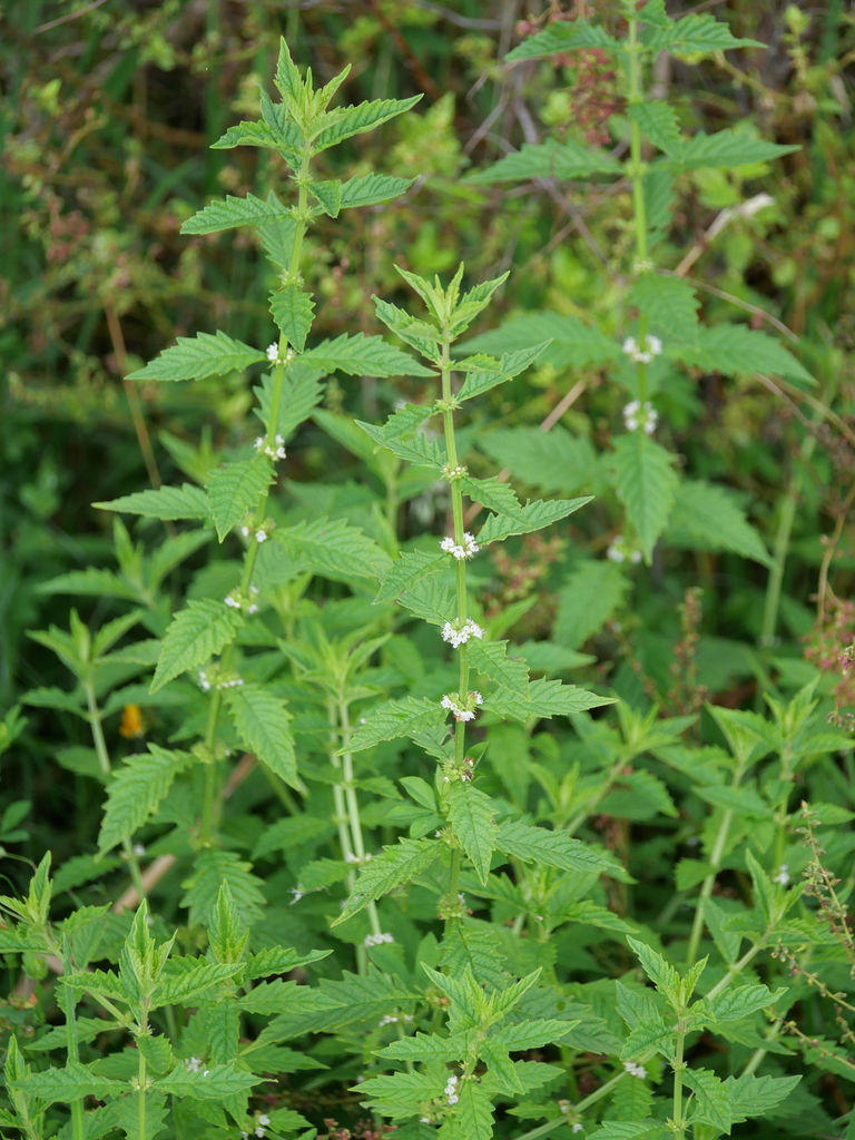 European water-horehound from Lake Okataina, New Zealand on February 10 ...