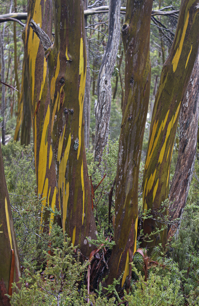 Tasmanian Alpine Yellow Gum (Eucalyptus subcrenulata) · iNaturalist.ca