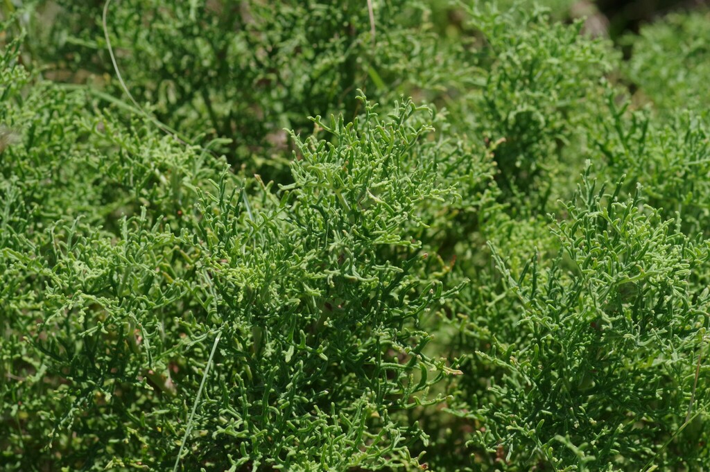 Rasp-leaf pelargonium from R67 between Grahamstown and Manley Flats ...