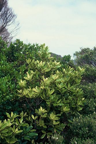 Myrsine oliveri