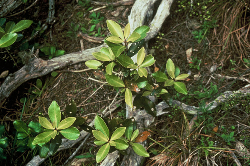 Myrsine oliveri, photograph 2