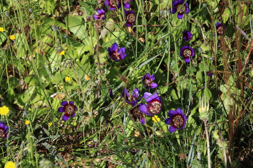 Image of Geissorhiza monanthos by (c) Tony Rebelo, some rights reserved (CC BY-SA)