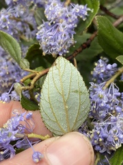Ceanothus oliganthus var. oliganthus