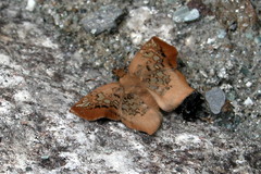 Ctenoptilum vasava