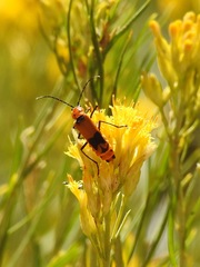 Chauliognathus fasciatus