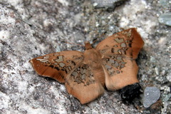 Ctenoptilum vasava