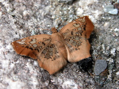 Ctenoptilum vasava