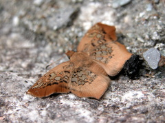 Ctenoptilum vasava