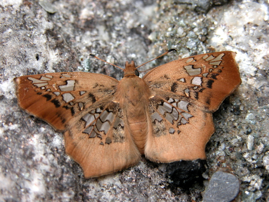 Tawny Angle