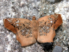 Ctenoptilum vasava