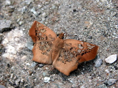Ctenoptilum vasava