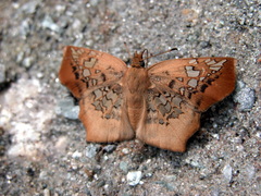 Ctenoptilum vasava