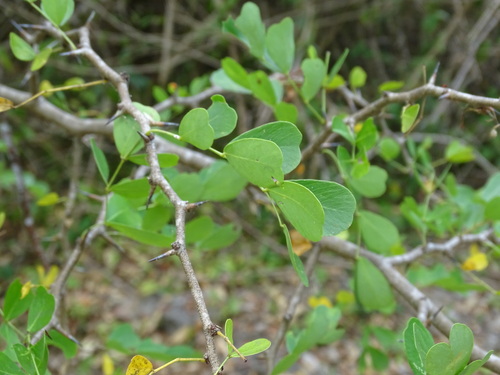 Image of Haematoxylum campechianum by (c) Alexis López Hernández, some rights reserved (CC BY)