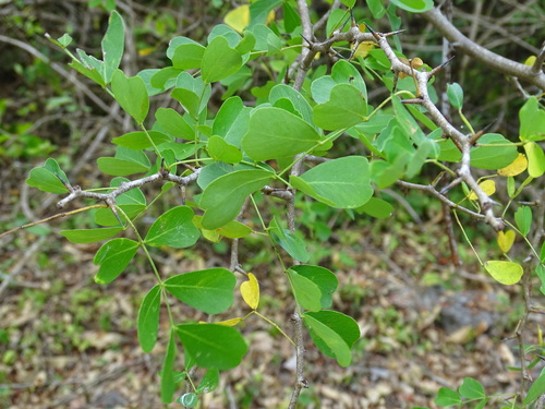 Image of Haematoxylum campechianum by (c) Alexis López Hernández, some rights reserved (CC BY)