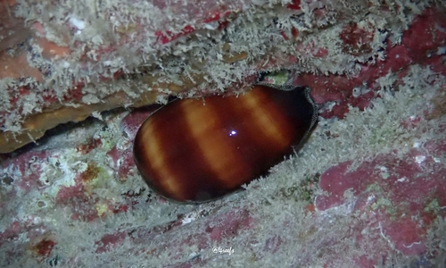 Cypraea talpa observed 2022-12-18