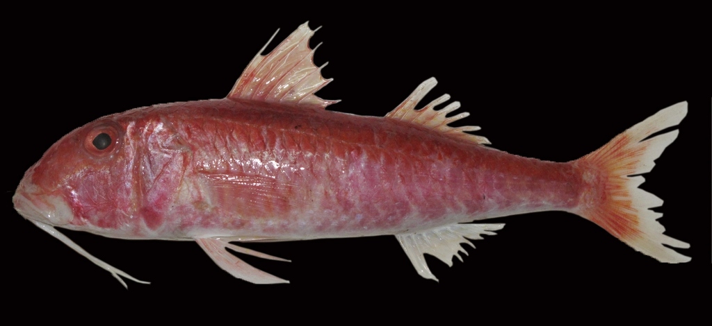 Jansen's Goatfish