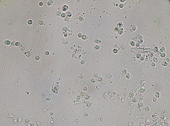 Amparoina spinosissima image