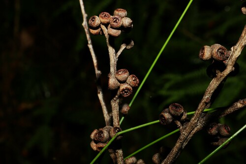 Image of Eucalyptus tindaliae by (c) Greg Tasney, some rights reserved (CC BY-SA)
