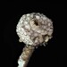 Tulostoma ridleyi - Photo (c) Joseph Pallante, some rights reserved (CC BY-NC-ND), uploaded by Joseph Pallante