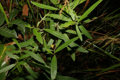 Image of Beyeria lasiocarpa by (c) Greg Tasney, some rights reserved (CC BY-SA)