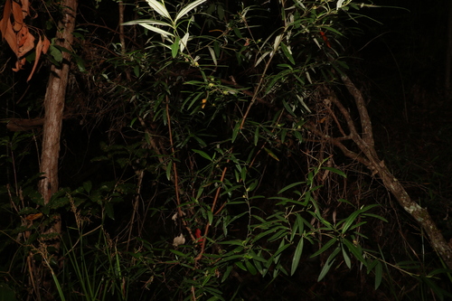 Image of Beyeria lasiocarpa by (c) Greg Tasney, some rights reserved (CC BY-SA)
