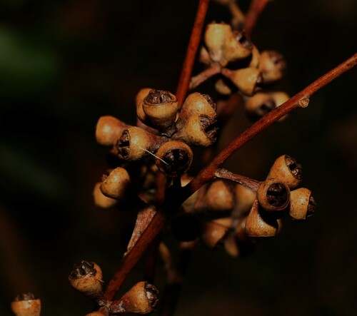 Eucalyptus grandis