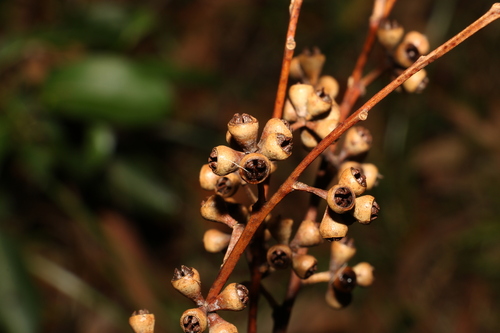 Eucalyptus grandis