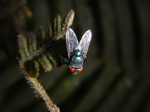Oriental Latrine Fly photo 5