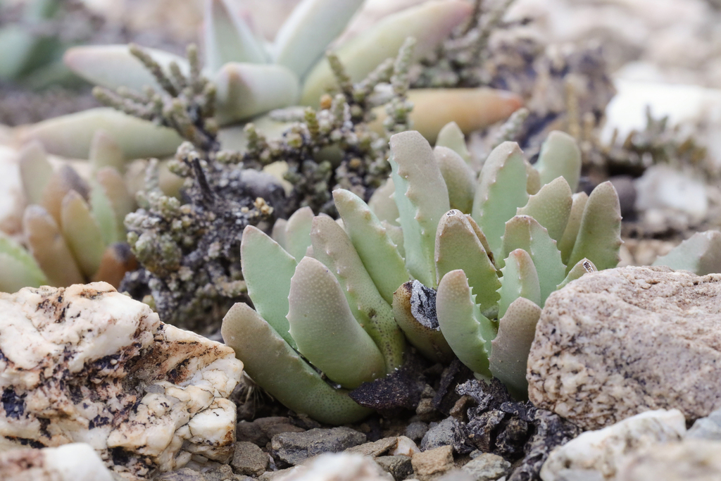 Stomatium suricatinum