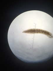 Girardia tigrina