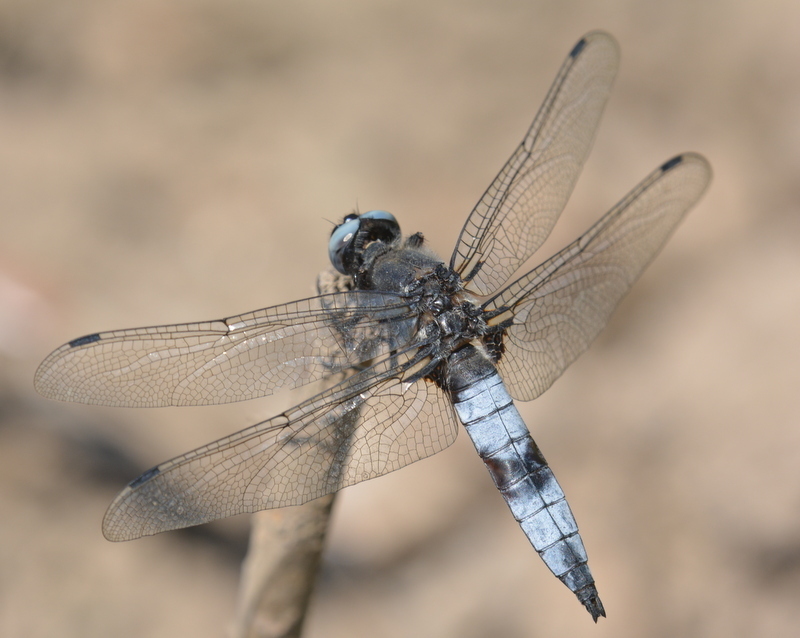 Blue Chaser