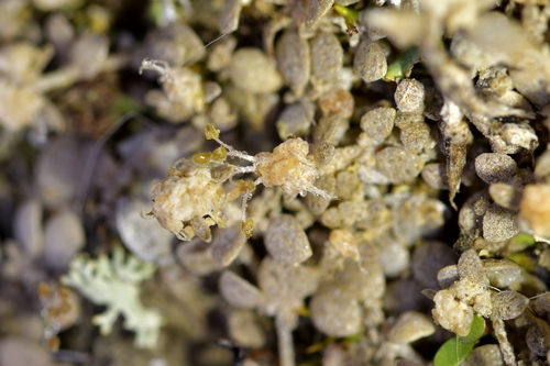 Atriplex buchananii (Atriplex buchananii)