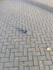 Columba livia domestica