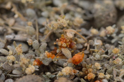 Atriplex buchananii (Atriplex buchananii)
