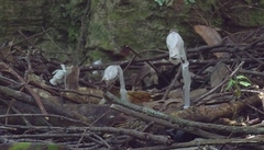 Monotropastrum humile