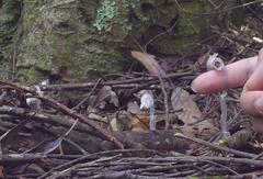 Monotropastrum humile