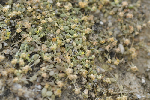 Atriplex buchananii (Atriplex buchananii)