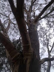 Eucalyptus rossii