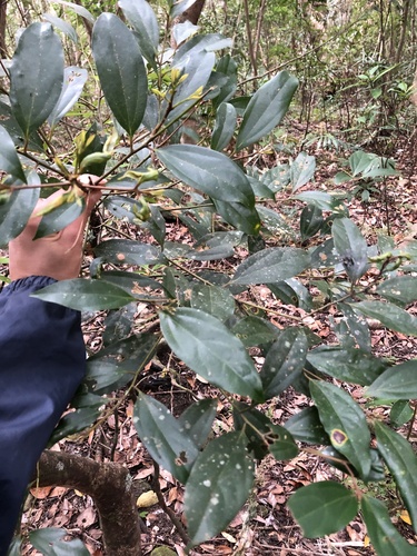 Cryptocarya chinensis iNat (1)