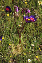 Drosera pauciflora
