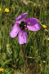 Drosera pauciflora