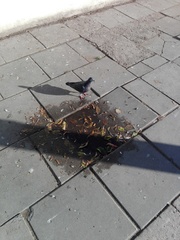 Columba livia domestica