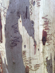 Eucalyptus rossii