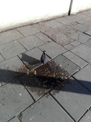 Columba livia domestica