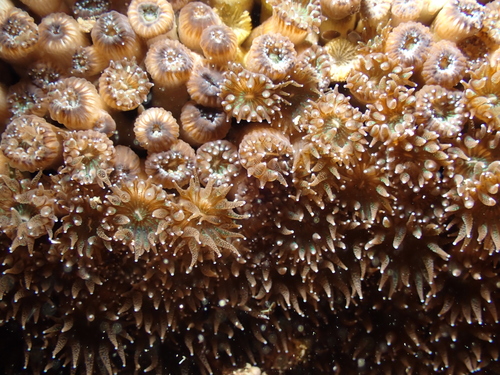 Photo of Mediterranean stony coral (Cladocora caespitosa)